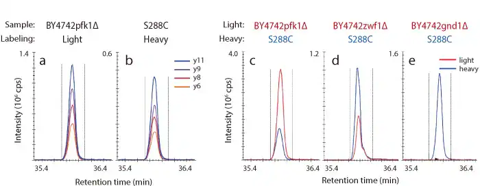 MRM Analysis of Gnd1p Trypsin Digested Peptides in Gene-Disrupted Strains Spincotech