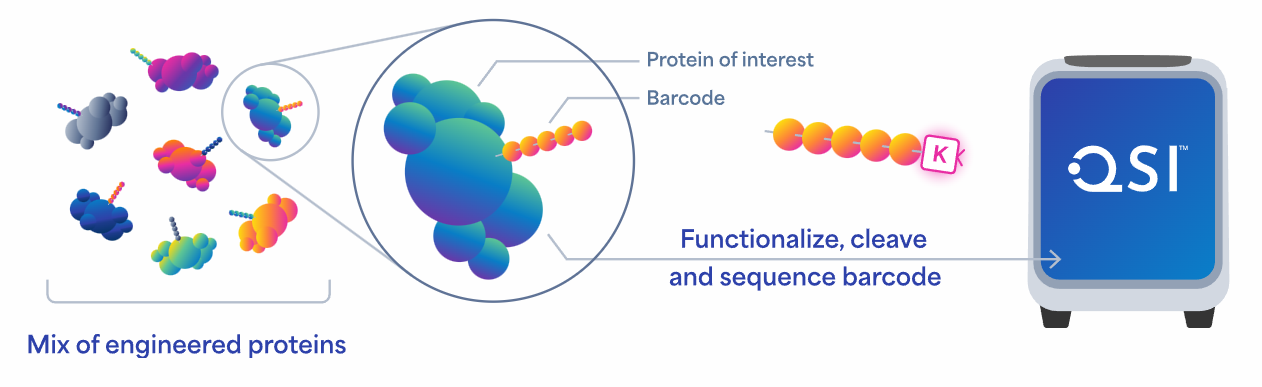 Screen Multiplexed Protein Characteristics in Protein and Enzyme
