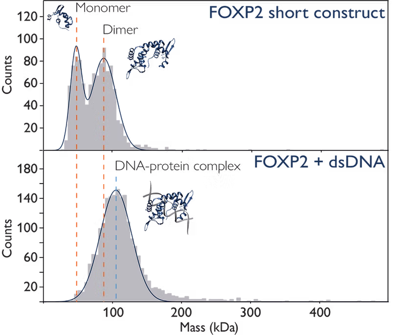 Two-MP-3-DNA-protein-interactions-Spincotech-Image (1)