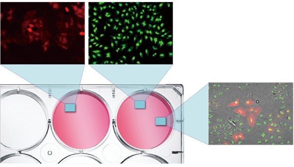 Capturing images from multiple Spincotech
