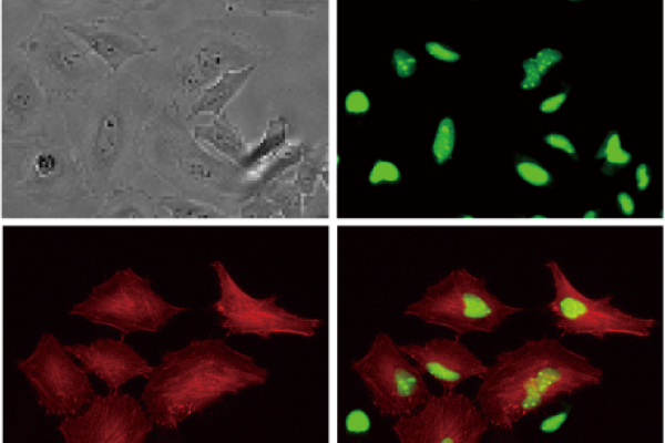 Multicolor fluorescence Spincotech