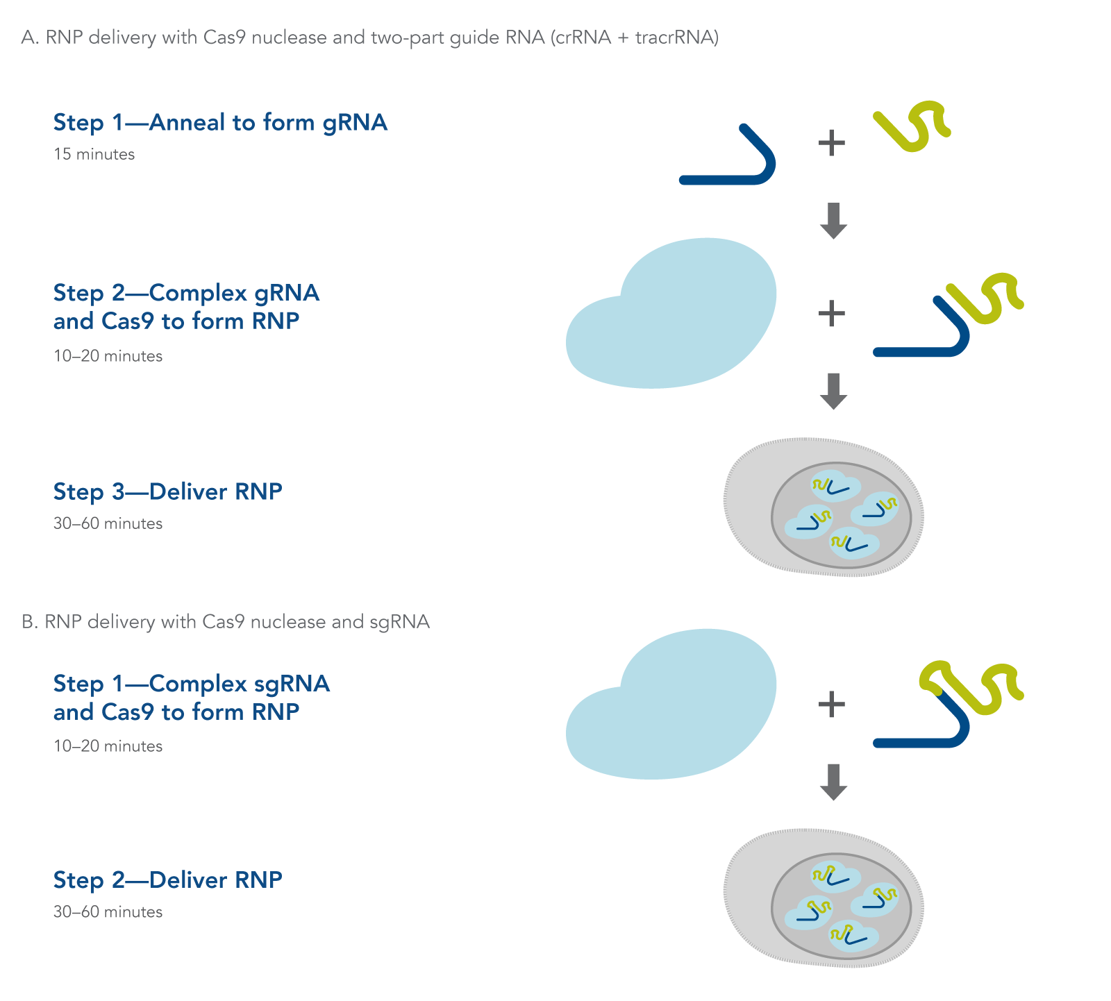 Alt-R CRISPR-Cas9 System Spincotech