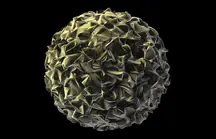 B Cell SONY Spincotech