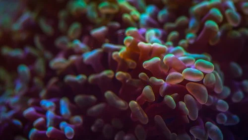 Biotechnology and Biomedical Spincotech