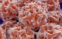 Stem Cell SONY Spincotech