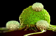 T Cell SONY Spincotech