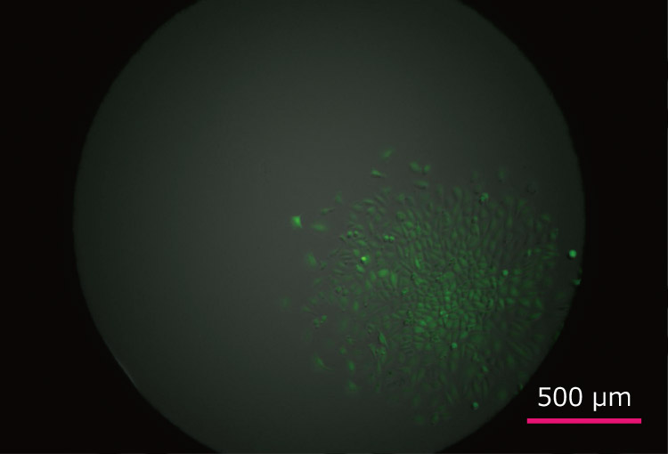 Day 7 of Culturing Spincotech Yamaha