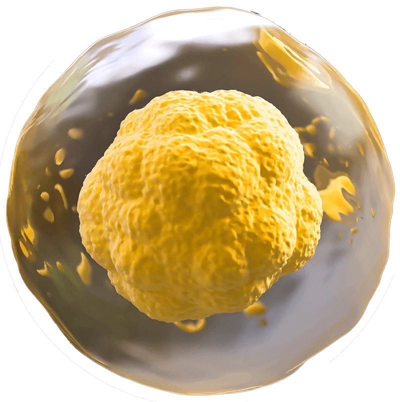 HP Cell Therapy Yellow Cell Spincotech