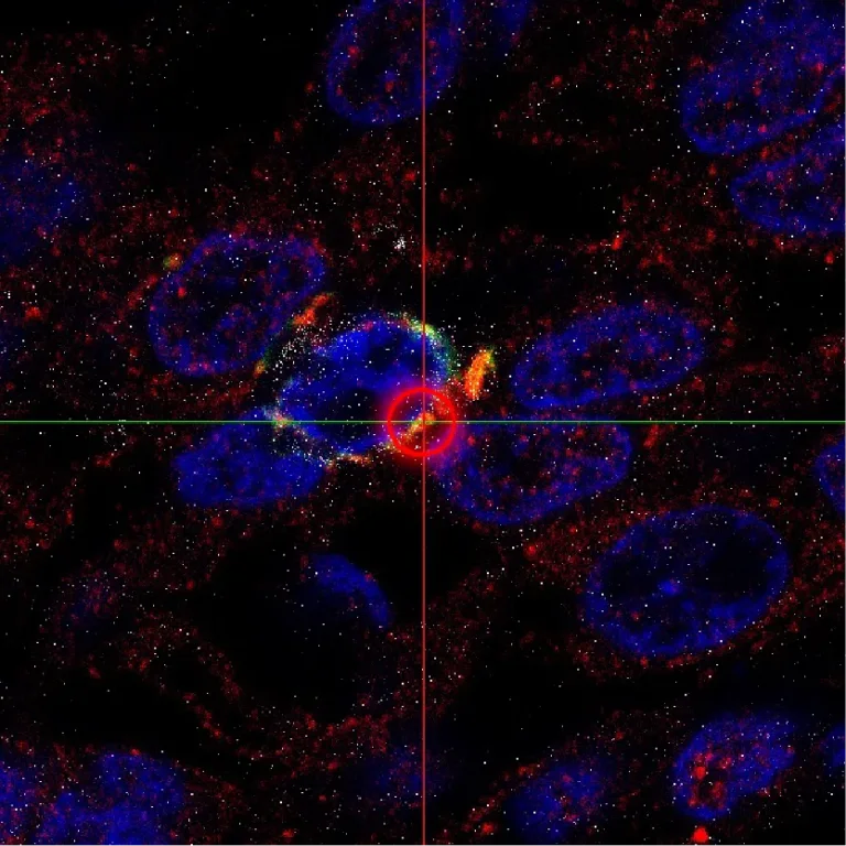Oncology Spincotech Syncell