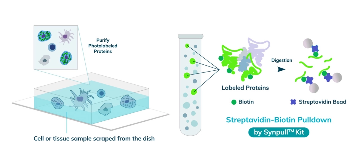 Protein Extraction Spincotech Syncell