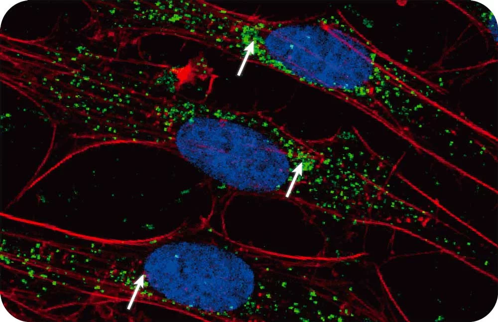 Spatial Context Image Syncell Spincotech