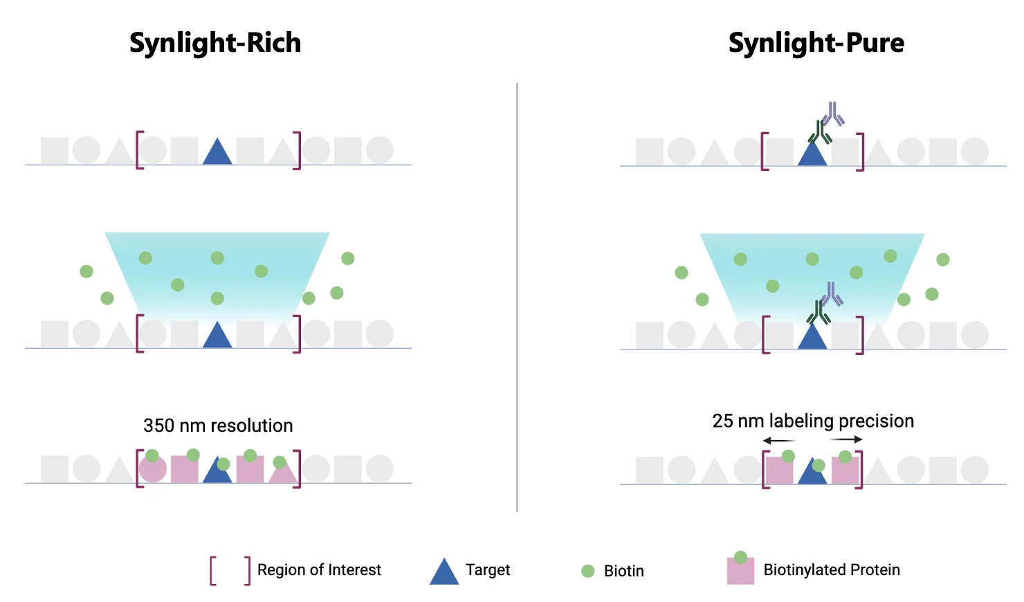 Synlight Portfolio Spincotech